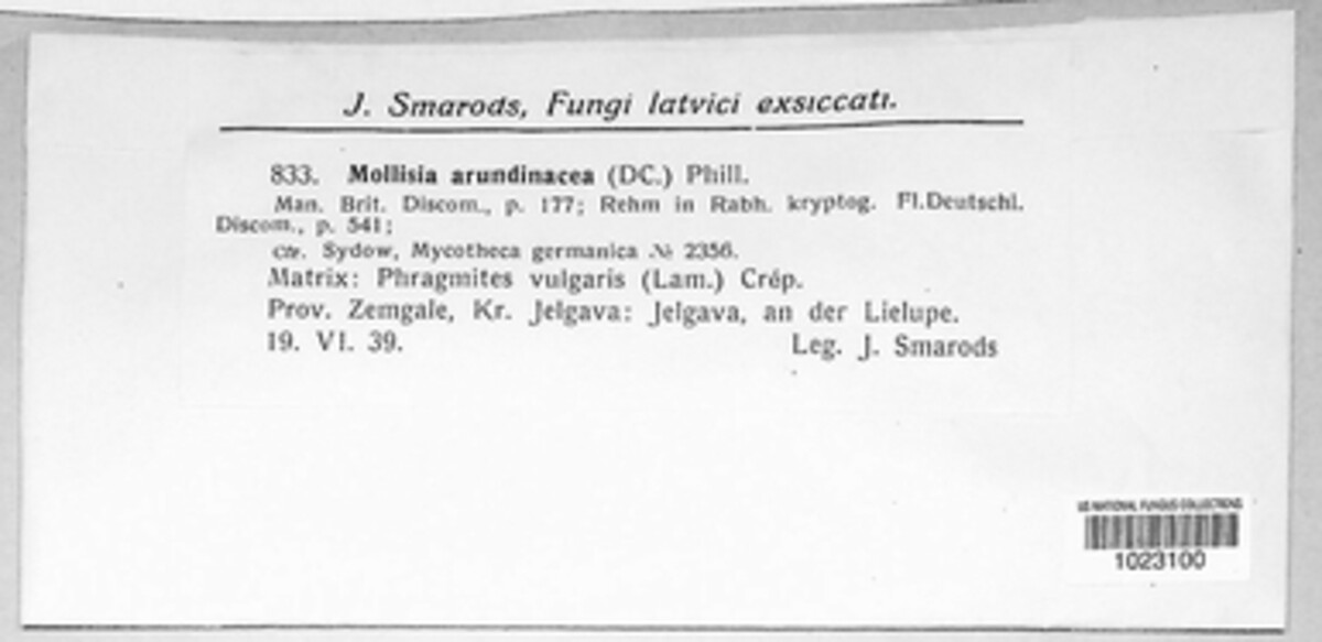 Pyrenopeziza arundinacea image